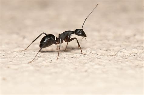 有螞蟻